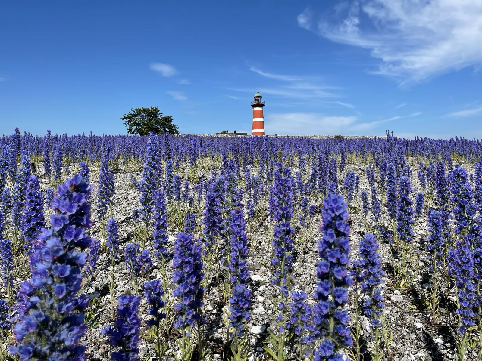 Gotland
